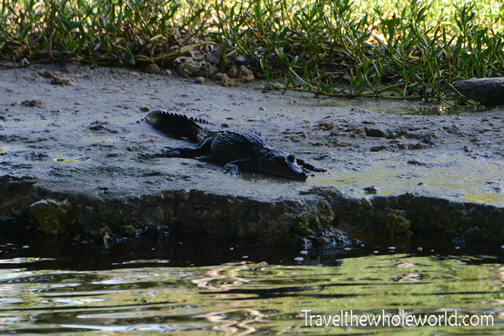 Florida Juvenile Crocodile