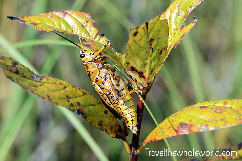 Florida Giant Grasshopper