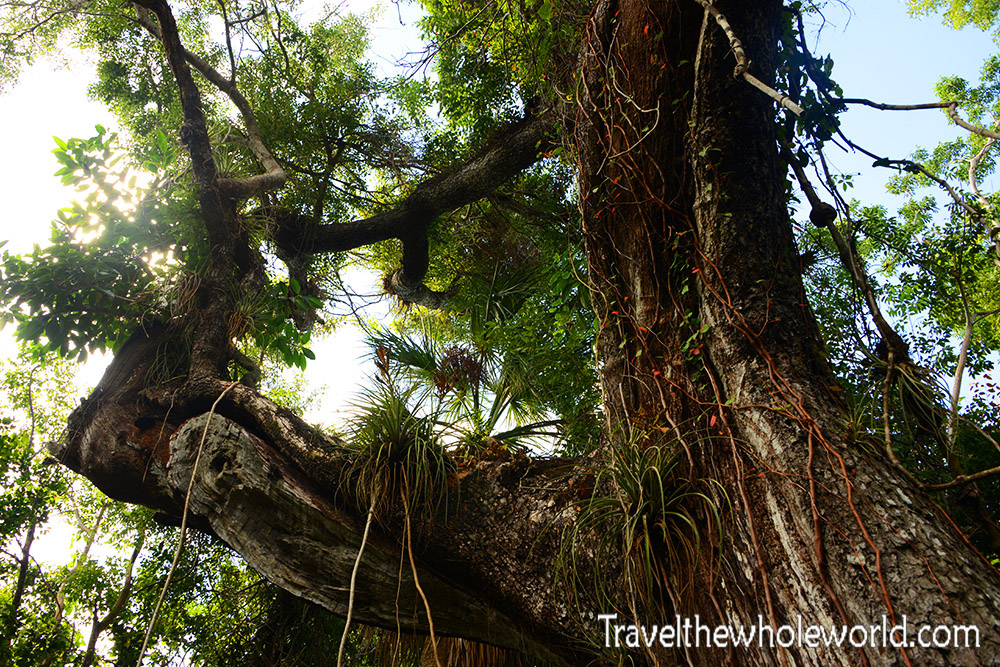 Everglades Mahogany Tree