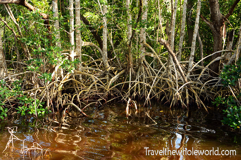 Florida Everglades Mangrove