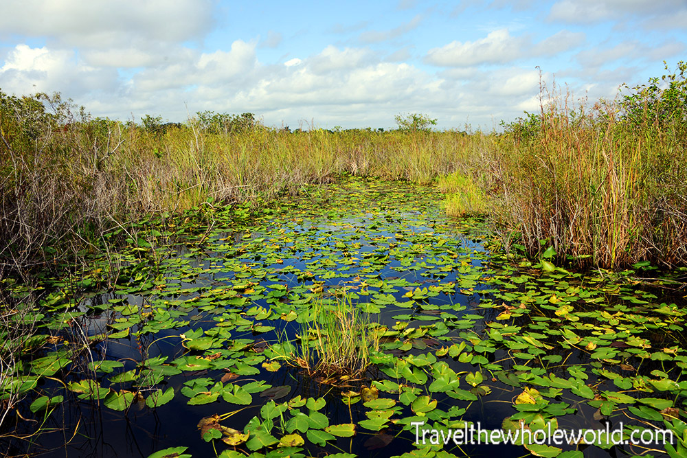 Florida Everglades Swamp