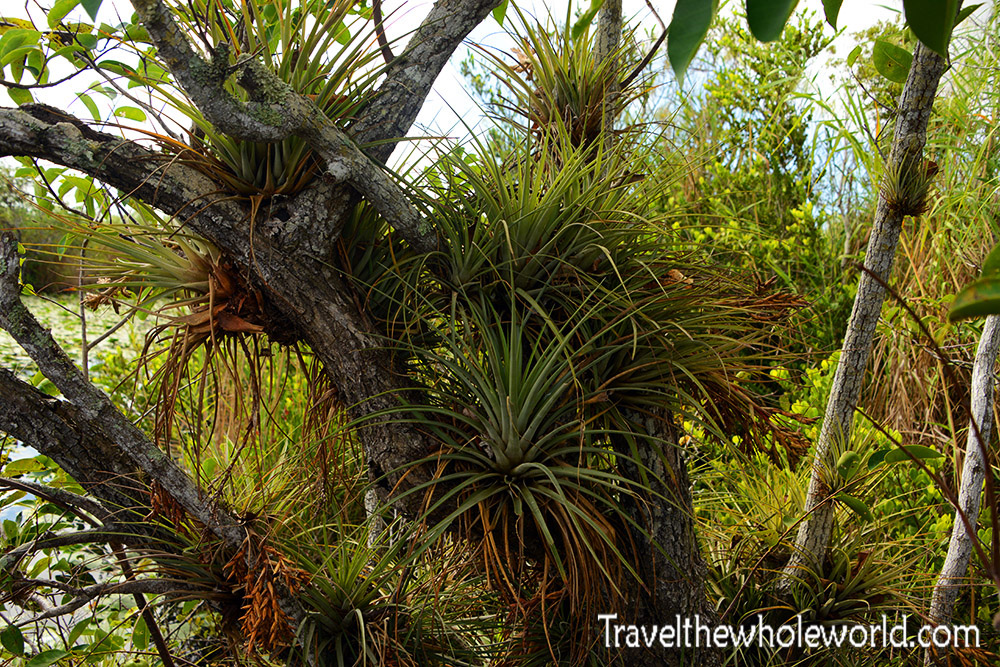 Florida Everglade Plants