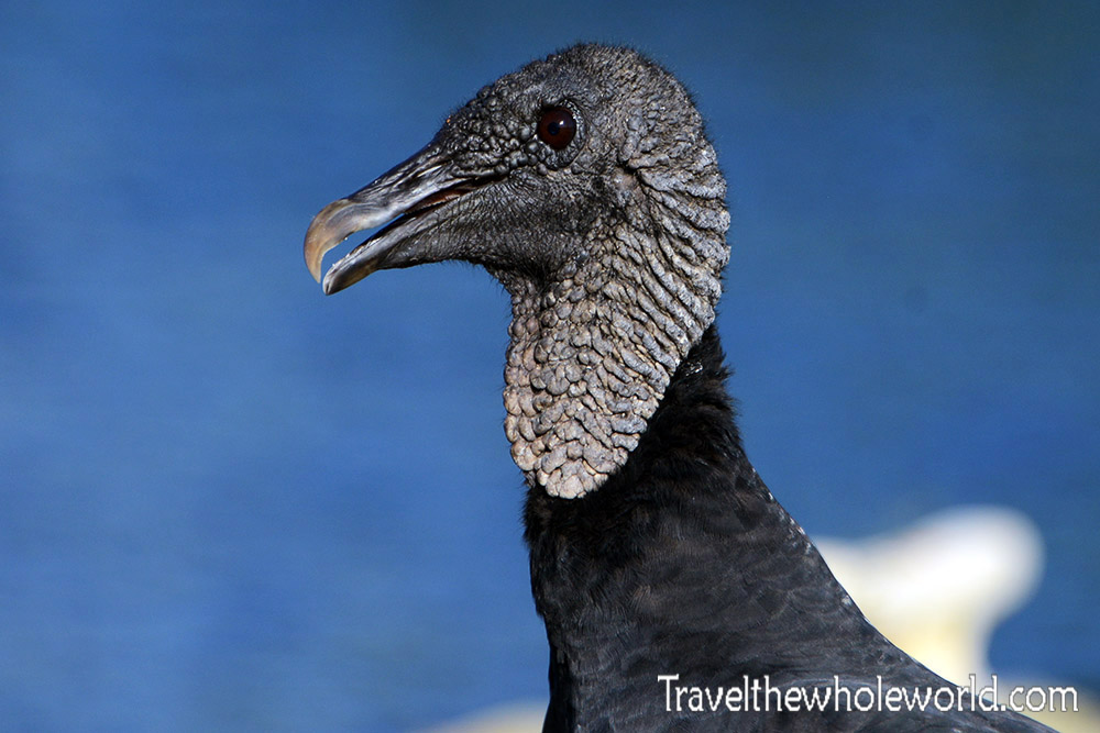 Florida Everglades Black Vulture