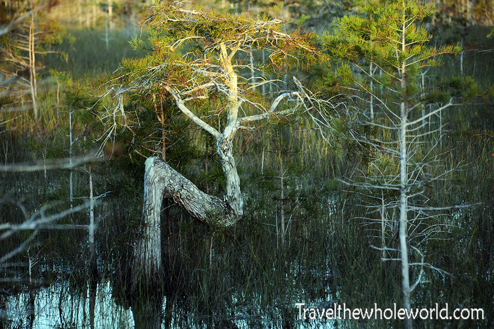 Everglades Z Tree