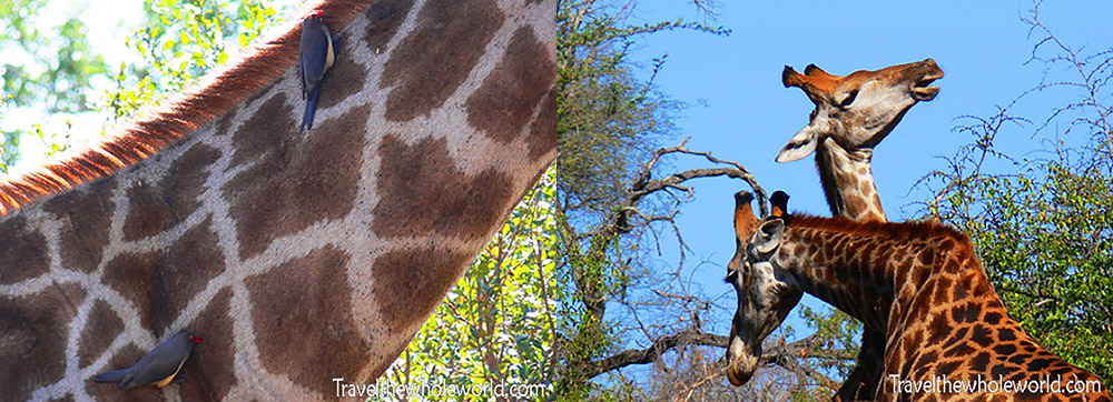 South Africa Giraffes