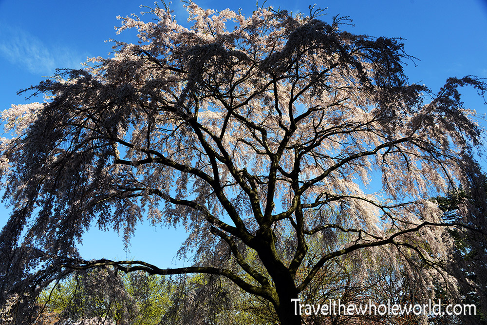 Washington DC Cherry Blossom `Magic Tree