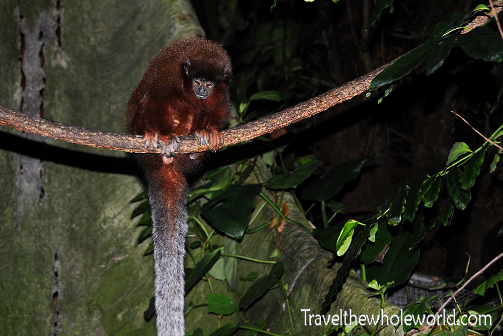 Washington DC National Zoo Amazonia Monkey