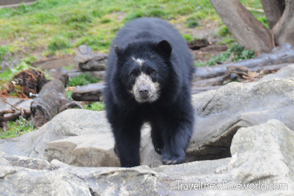 Washington DC National Zoo Andes Bear