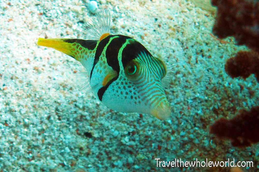 Pufferfish while diving in Socotra