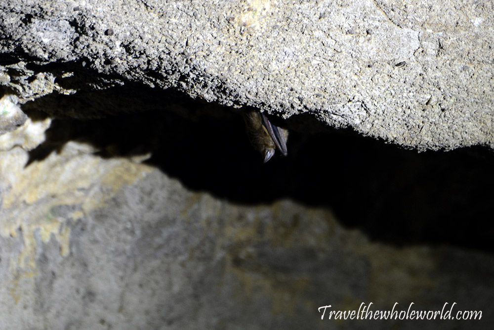 Cathedral Caverns Bat