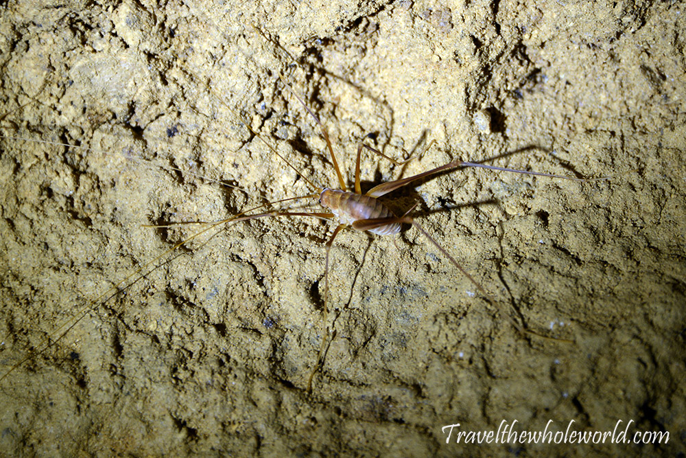 Cathedral Caverns Cave Cricket Camel