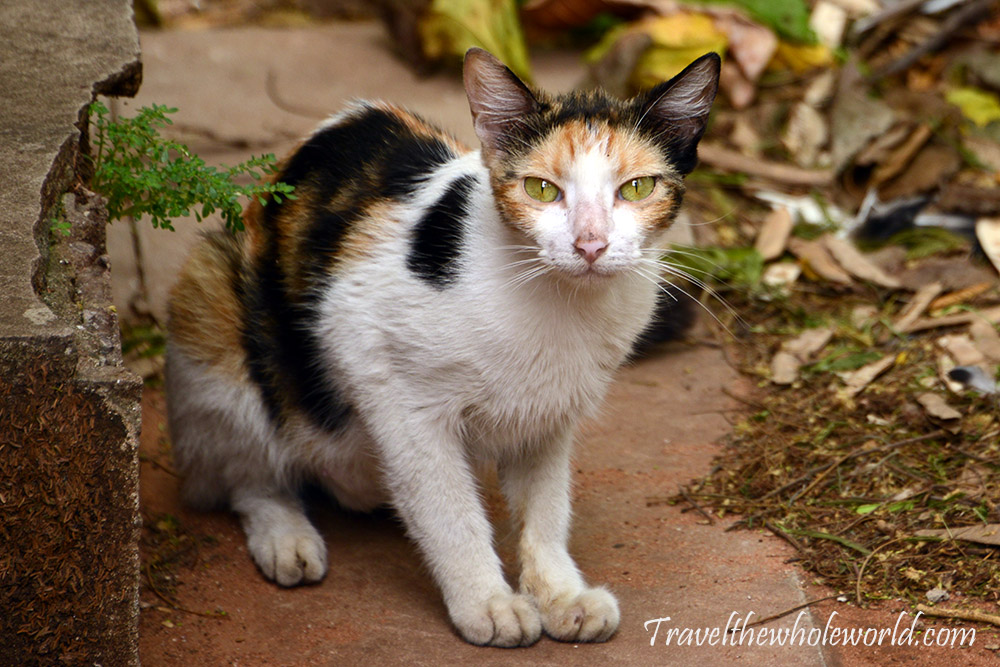 Paraguay Cat