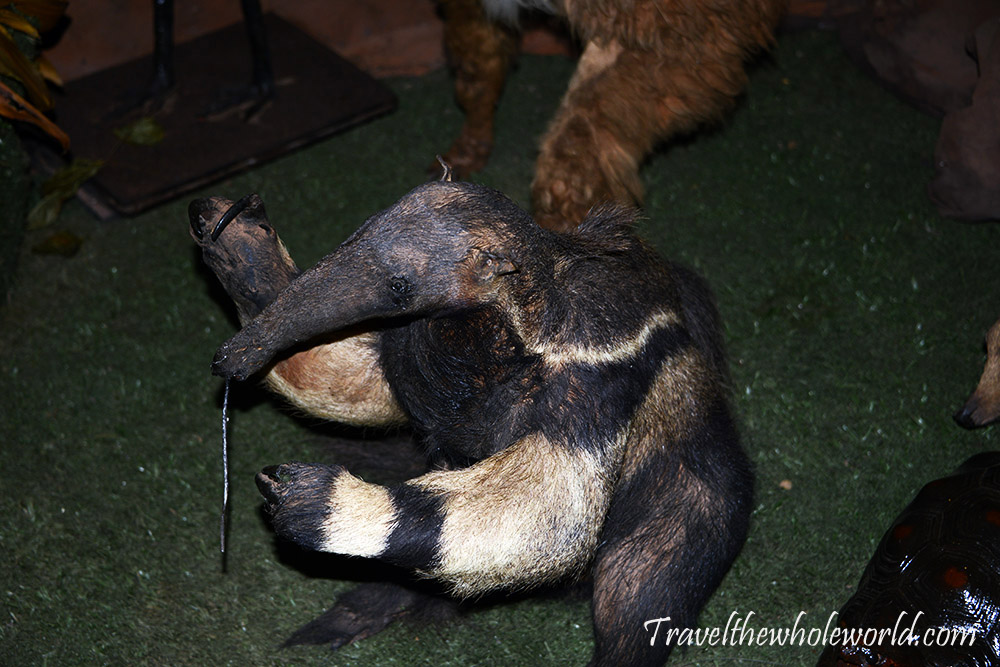 Paraguay Stuffed Anteater