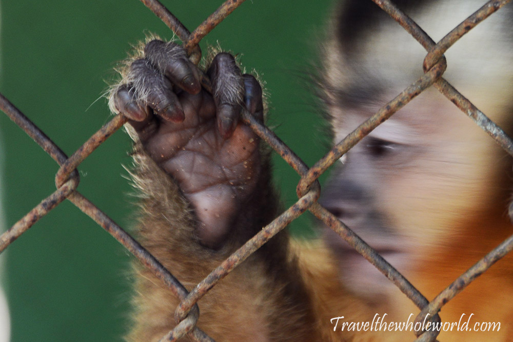 Caged Zoo Asuncion Monkey
