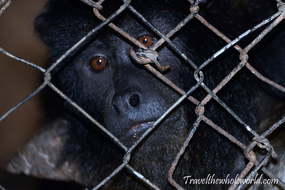 Caged Zoo Monkey