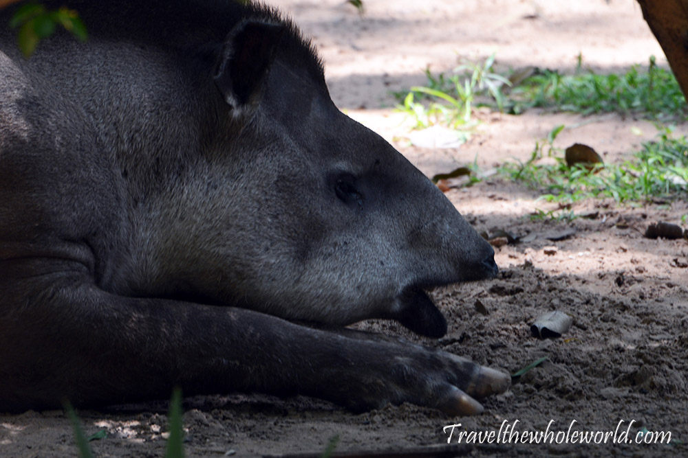 Paraguay Zoo Tapir