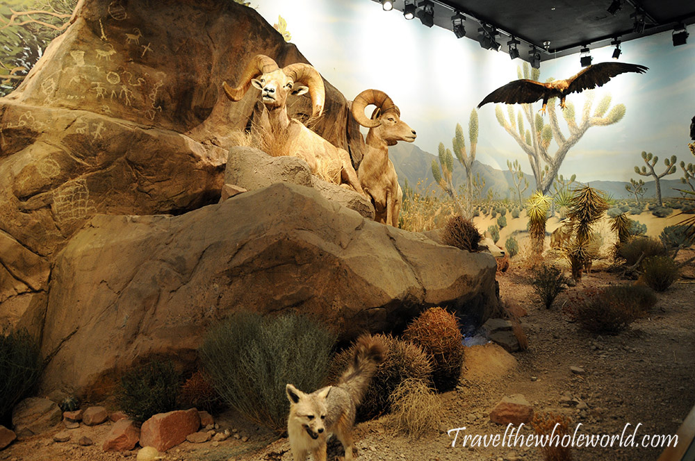 Nevada Las Vegas Museum Wildlife