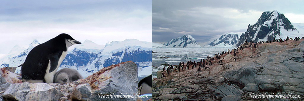 Antarctic Penguins