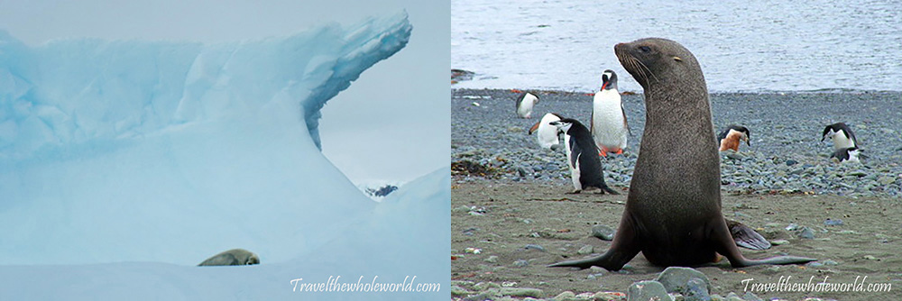 Antarctic Seals