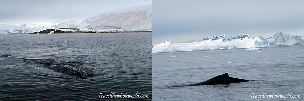Antarctic Whales
