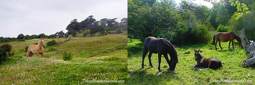 Tierra del Fuego Horses