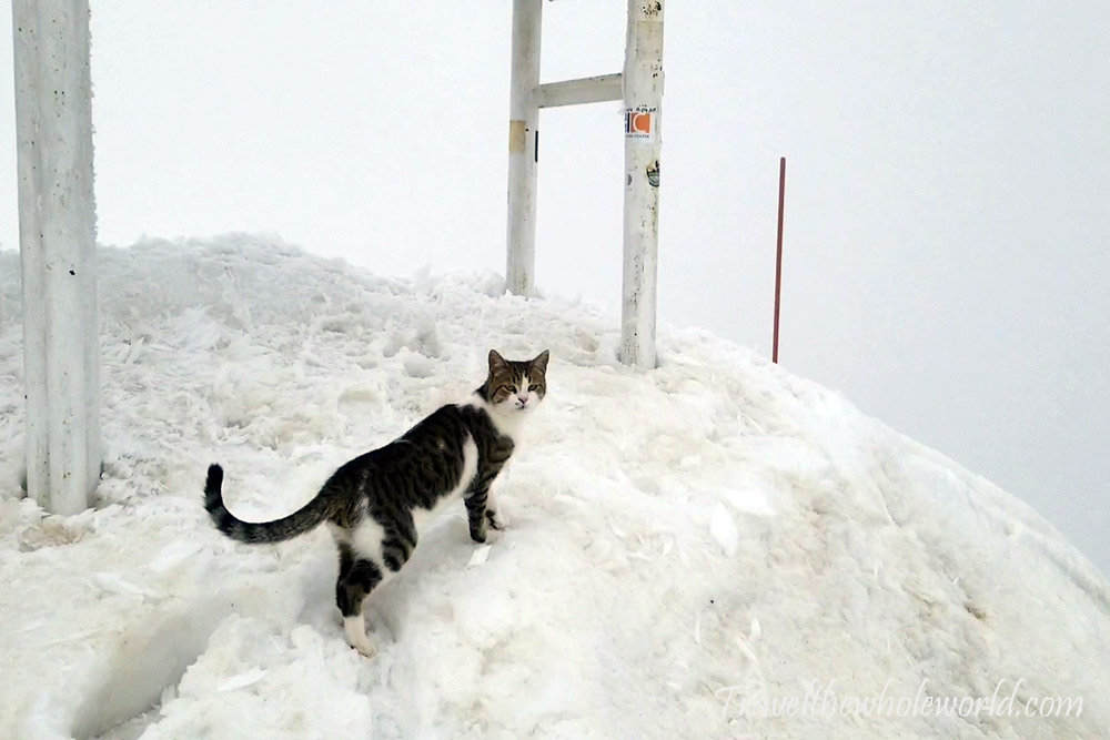Bulgaria Musala Peak Cat