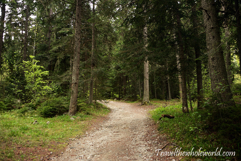 Bulgaria Rila Mountains Forest Trail