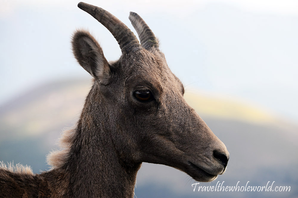 Bighorn sheep on Mt. Evans Colorado