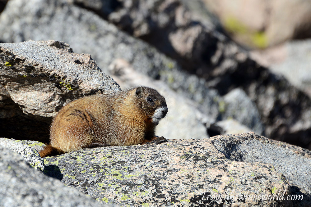 Marmot on Mt. Evans Colorado