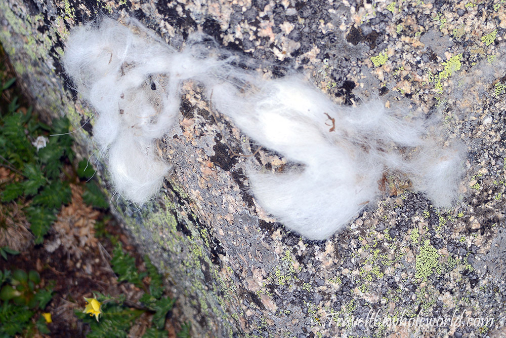 Mountain goat fur on Mt. Evans