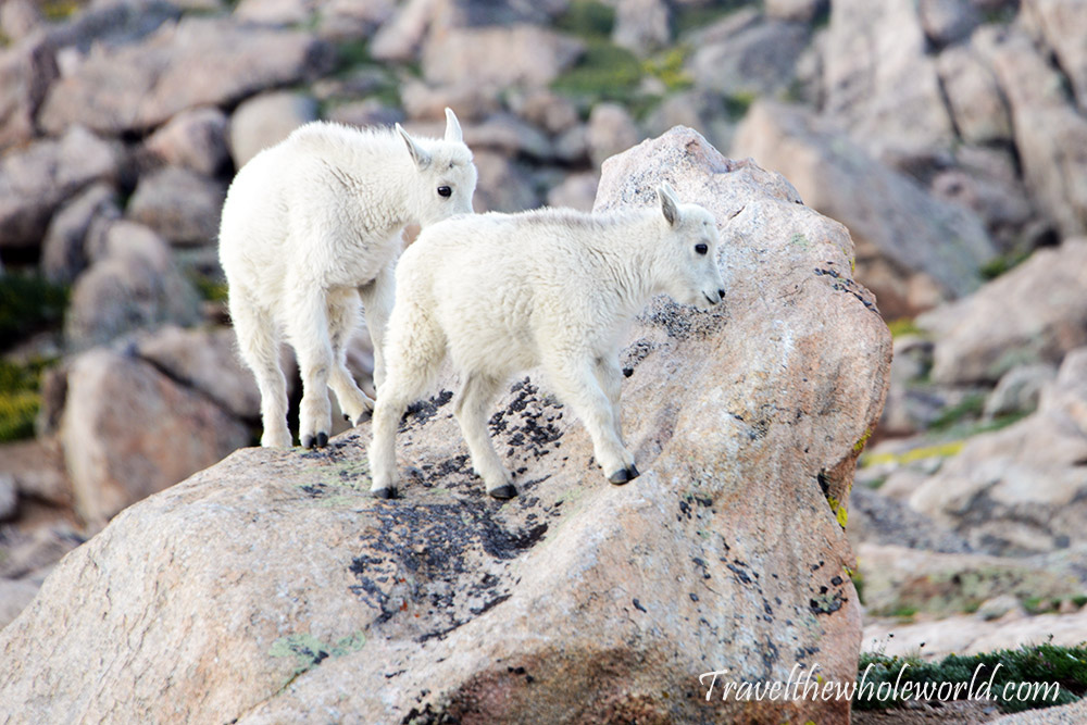 Young mountain goats on Mt. Evans Colorado