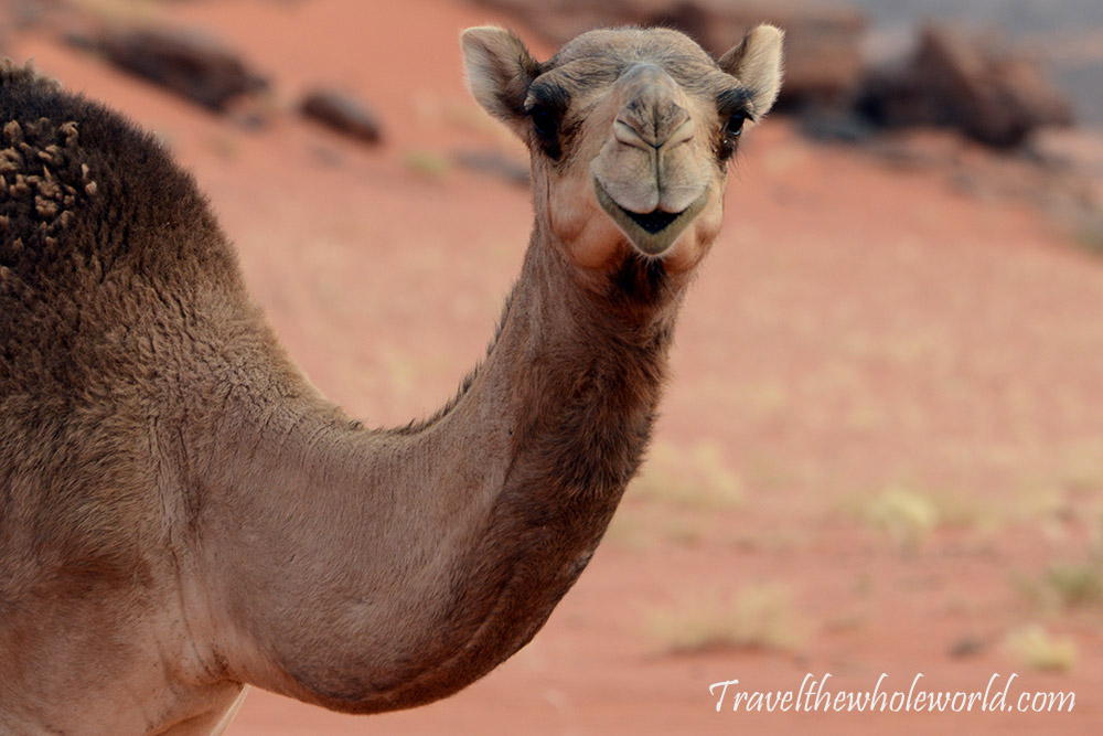 Algeria Sahara Camel