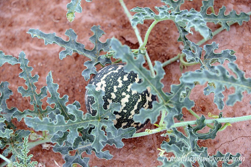 Algeria Sahara Desert Melon