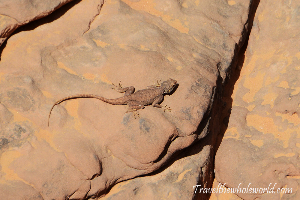 Sahara Lizard