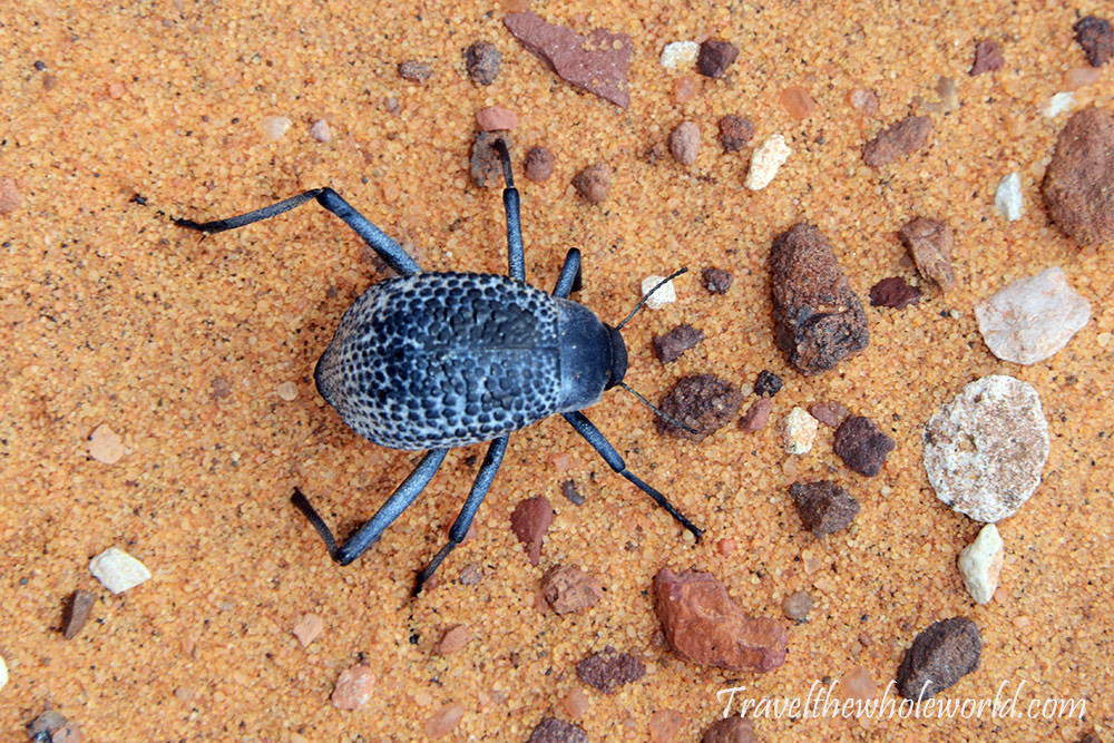 Sahara Scarab Beetle