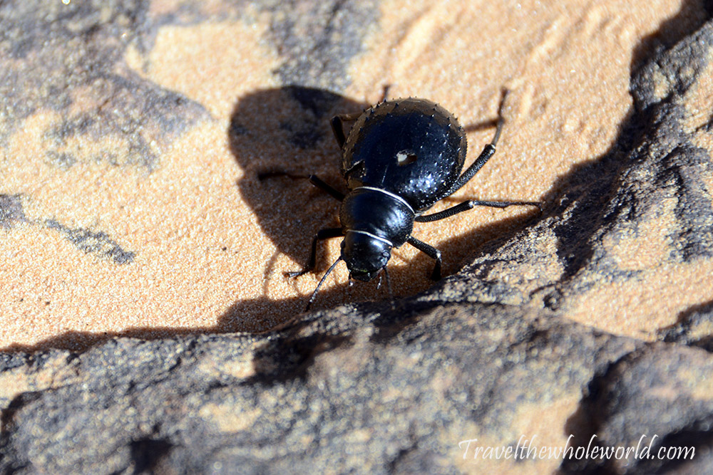 Sahara Scarab Beetle