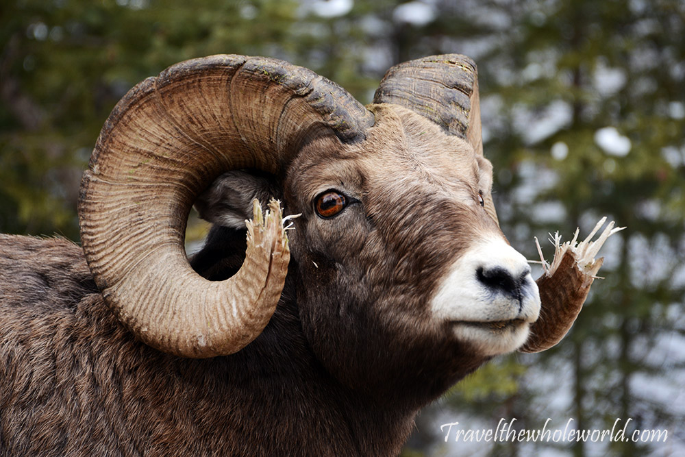Bighorn sheep in Banff Canada