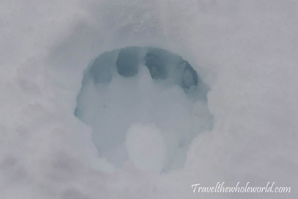 Large animal paw print in the snow in Banff