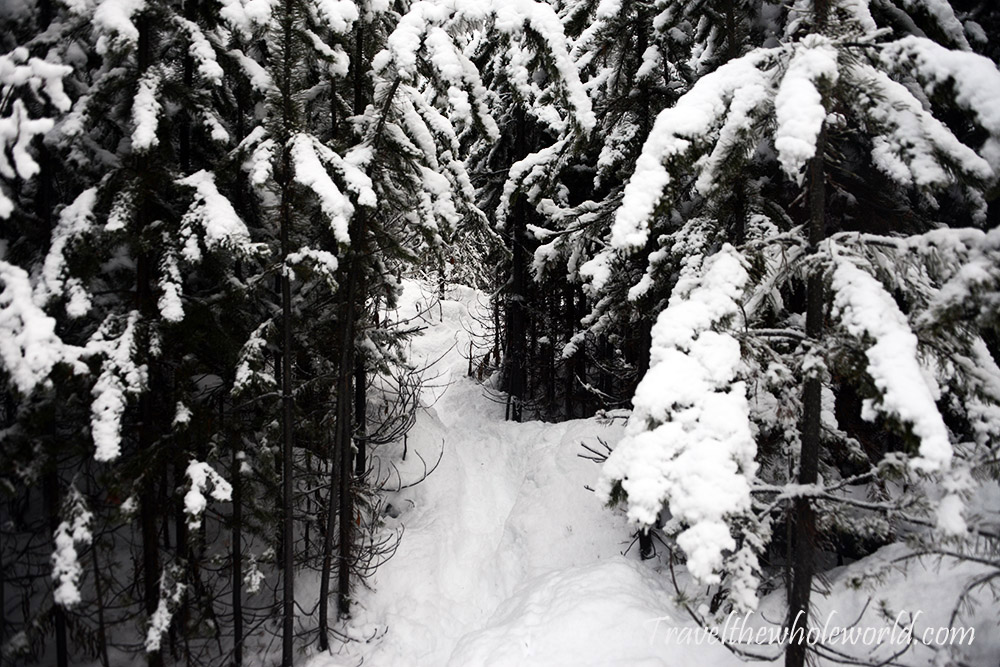Snow-covered hiking trail in Banff Canada