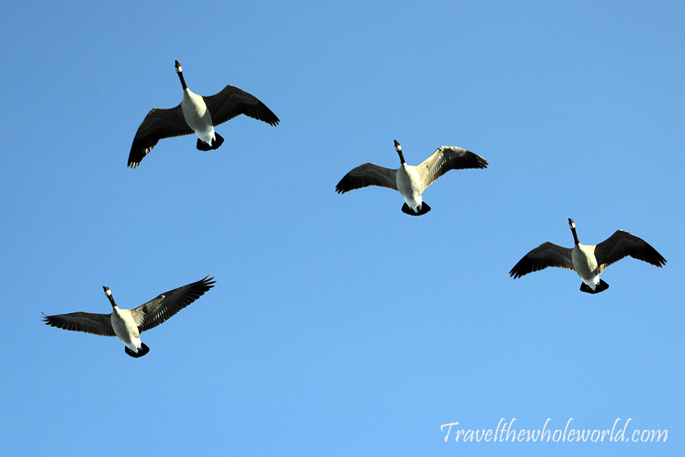 Canadian Geese Canada Calgary Geese