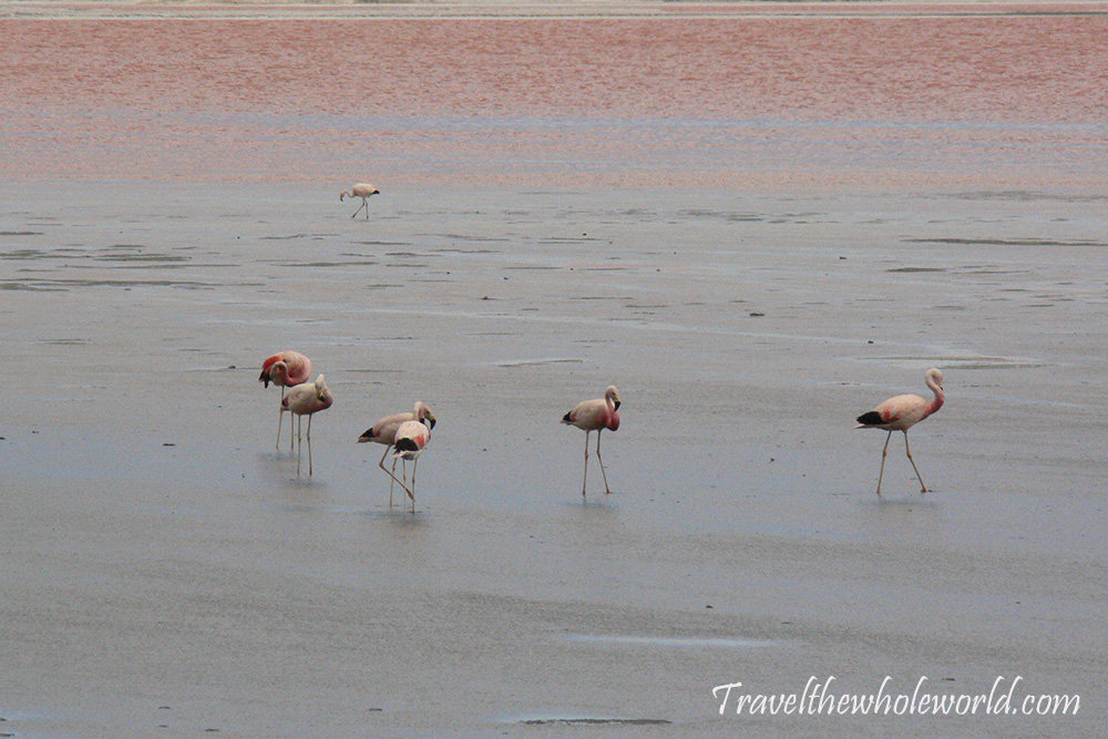 Bolivia Eduardo Abaroa Flamingos
