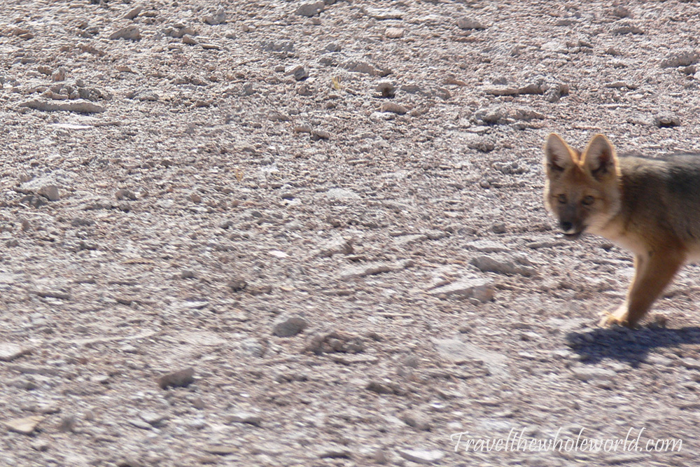 Bolivia Desert Fox