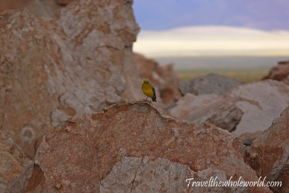 Bolivia Desert Bird