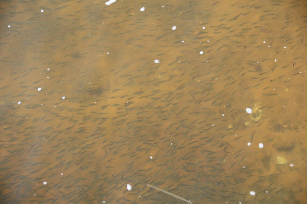 School of small fish in the water along Mobile's waterfront