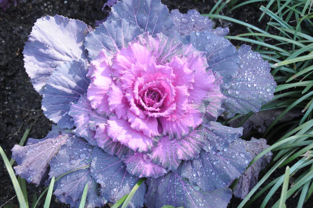 Flower blooming at Bellingrath Gardens near Mobile Alabama