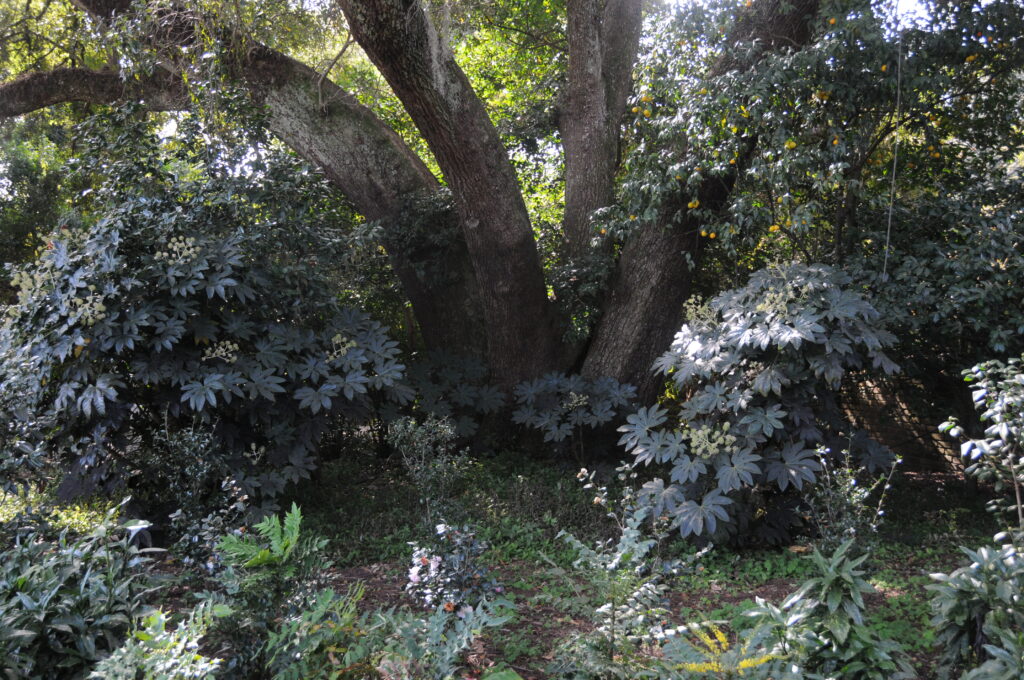 Trees and landscaping at Bellingrath Gardens near Mobile Alabama