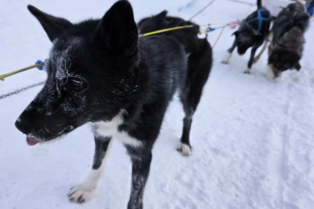 Dog sledding in the snow near Fairbanks, Alaska