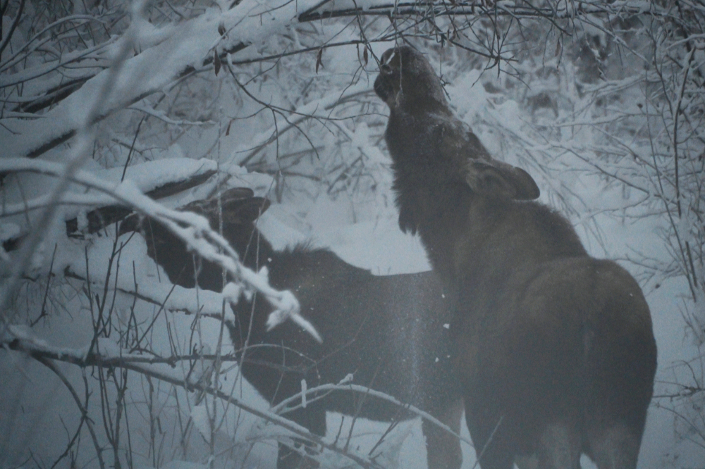 Moose in the snowy forest near Fairbanks, Alaska