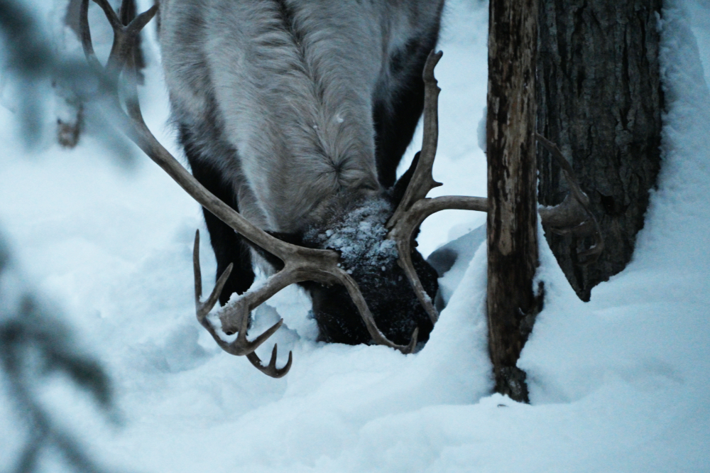 Reindeer foraging through snow near Fairbanks, Alaska