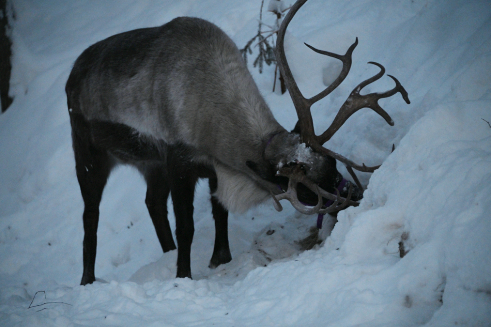 Reindeer near Fairbanks, Alaska during winter